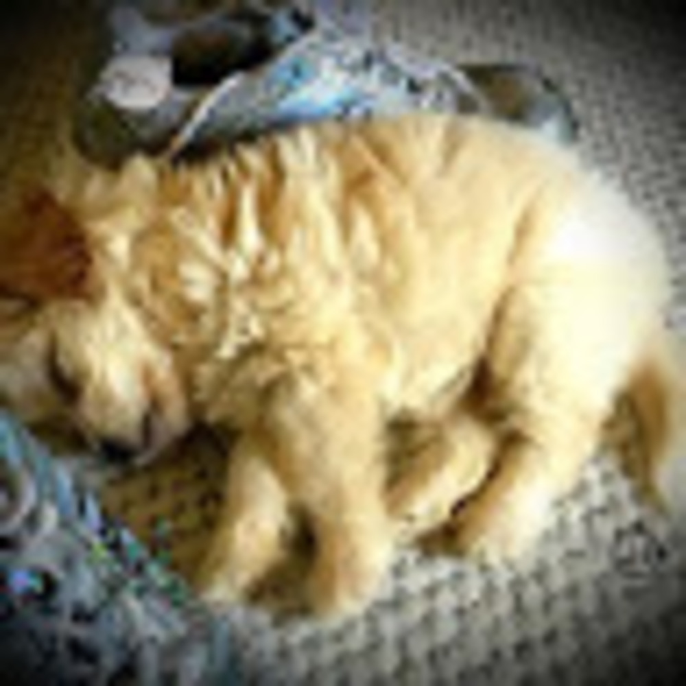 Meet your Posher, Carolyn